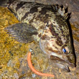 タケノコメバル