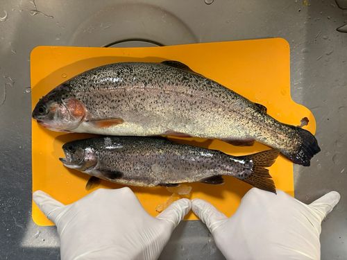 ニジマスの釣果