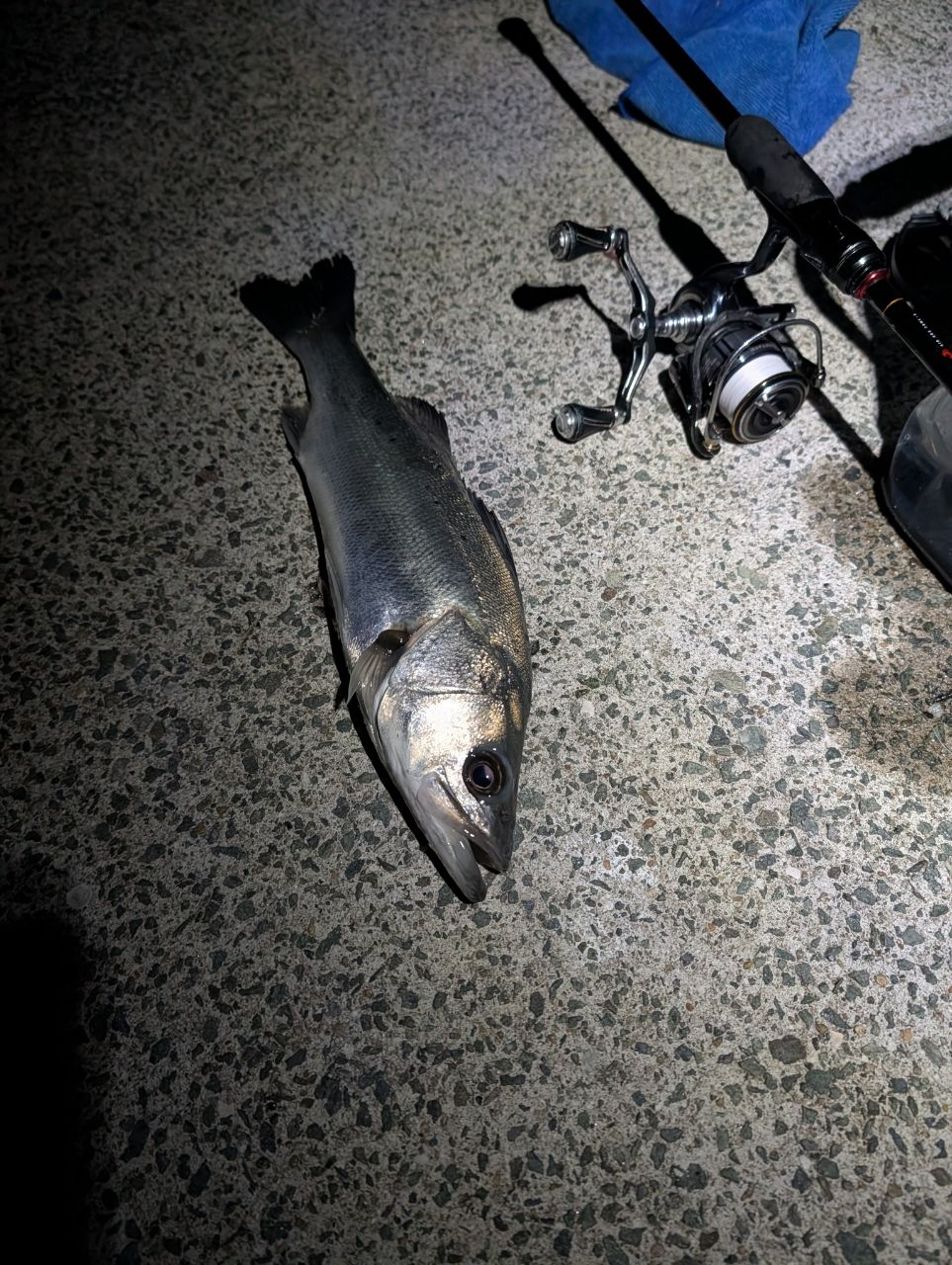 DAIWA 23月下美人 AIR 83M-T・Wの最安値・インプレ・釣果 | 本音の