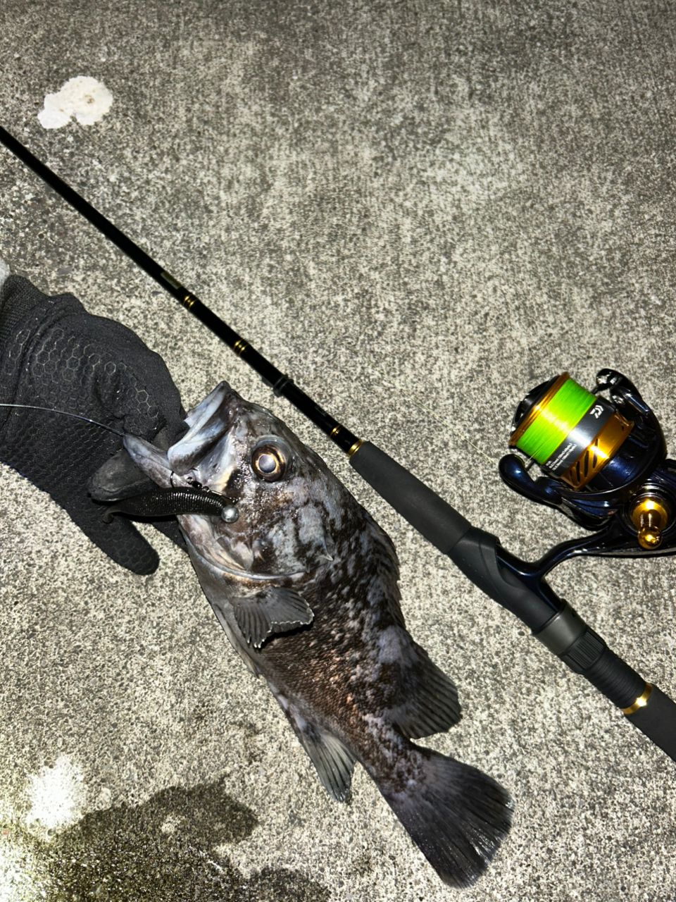 釣り人アングラー あっきぃ（シーバスアングラー）さんの2026年01月09日(金)の釣行(茨城