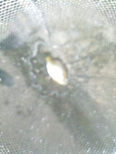 ブルーギルの釣果