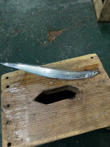 タチウオの釣果