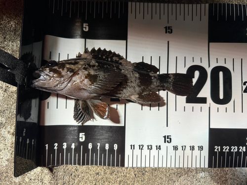 ムラソイの釣果