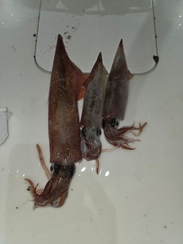 ヤリイカの釣果