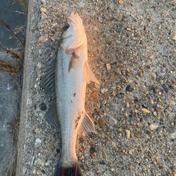 セイゴ（マルスズキ）