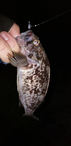 クロソイの釣果