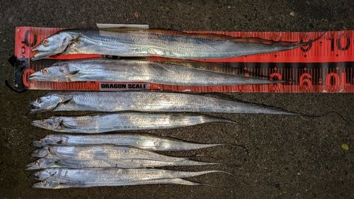 タチウオの釣果