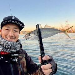 マアジの釣果