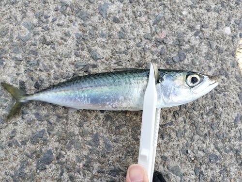 サバの釣果