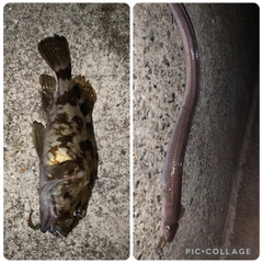 アナゴの釣果