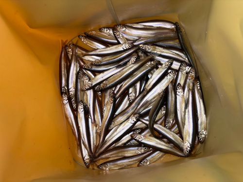 ワカサギの釣果