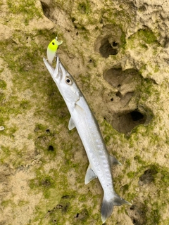 オニカマスの釣果