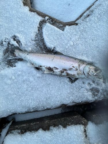 サクラマスの釣果