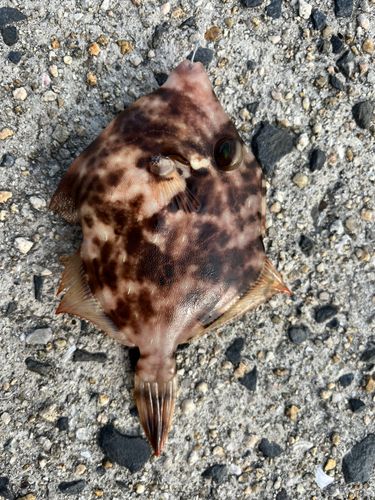 カワハギの釣果