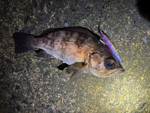 シロメバルの釣果