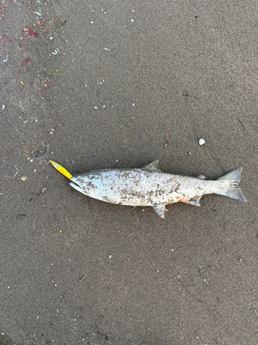 サクラマスの釣果