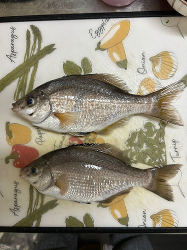 ウミタナゴの釣果