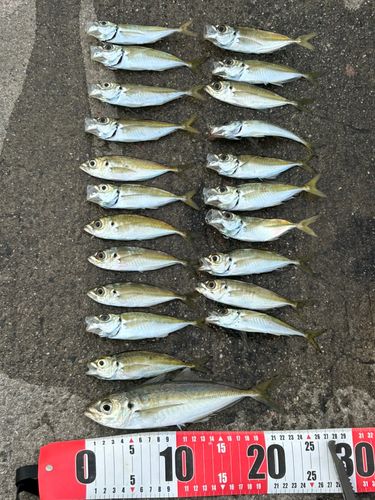 アジの釣果