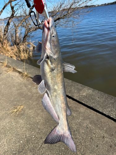 アメリカナマズの釣果