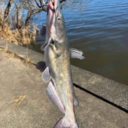 アメリカナマズ