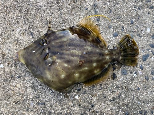 カワハギの釣果