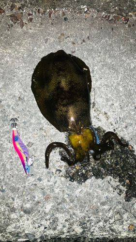 アオリイカの釣果