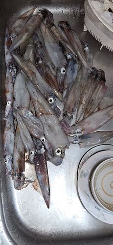 ヤリイカの釣果