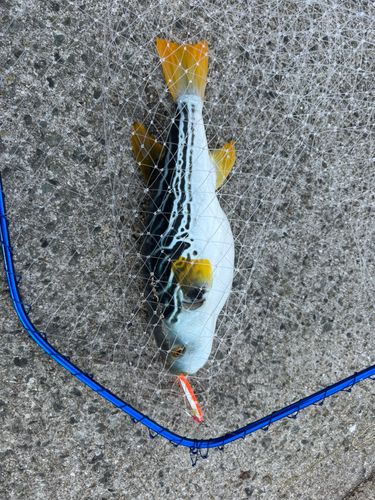 シマフグの釣果