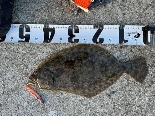 ヒラメの釣果