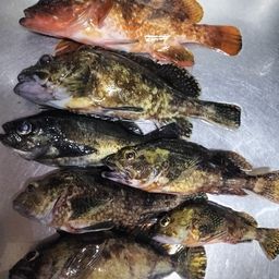 タケノコメバル