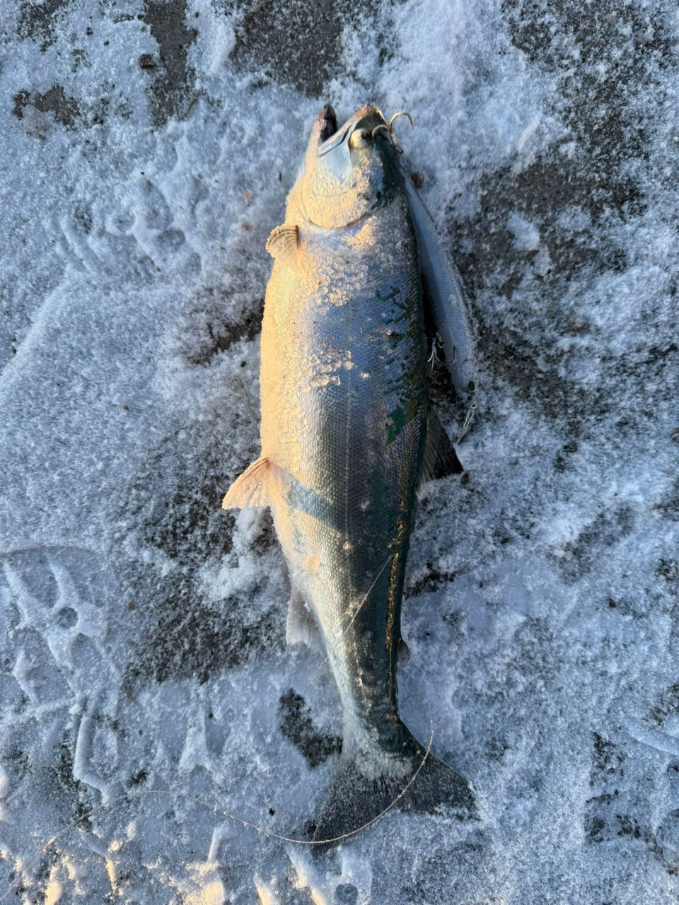 GCRAFT セブンセンスTR モンスターサーフ MSS-1072-TRの最安値