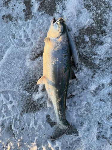 サクラマスの釣果