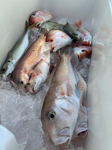 シロアマダイの釣果