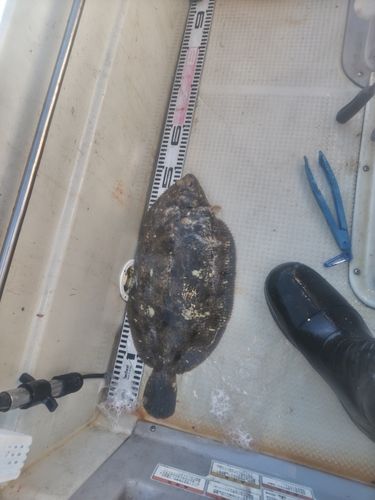 ナメタガレイの釣果