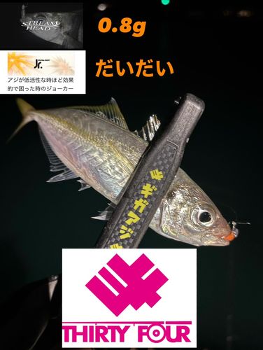 マアジの釣果