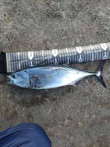 スマカツオの釣果