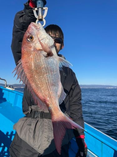 マダイの釣果