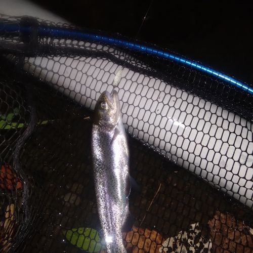 ニジマスの釣果