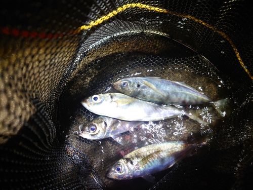 マアジの釣果