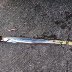 タチウオの釣果