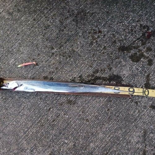 タチウオの釣果