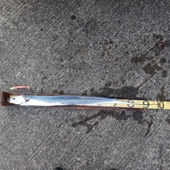 タチウオの釣果