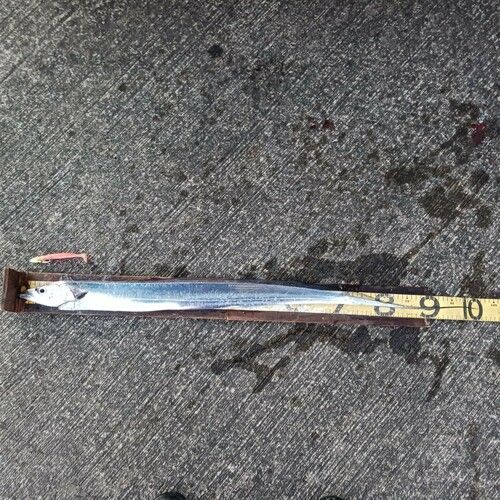 タチウオの釣果