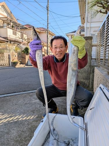 タチウオの釣果