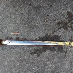 タチウオの釣果