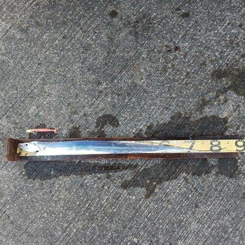 タチウオの釣果