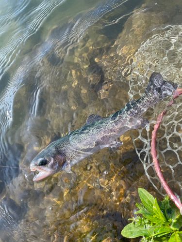 ニジマスの釣果