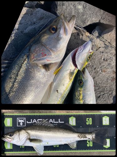 シーバスの釣果