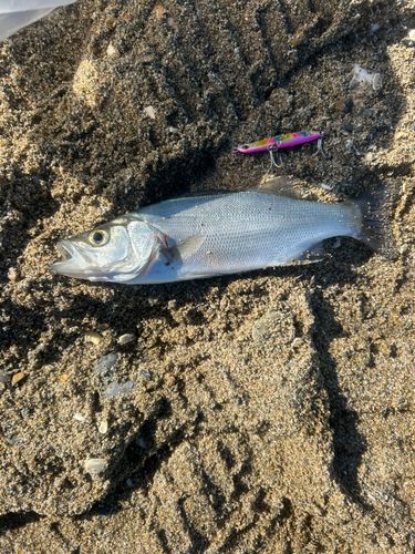 セイゴ（マルスズキ）の釣果