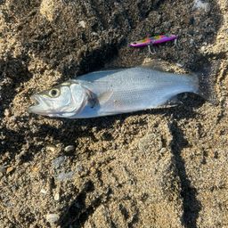 セイゴ（マルスズキ）